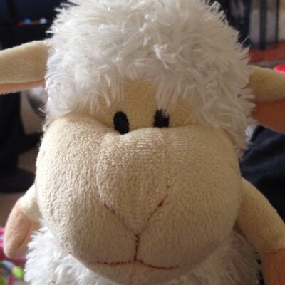 Profile Picture of Steffan Thomas (@sheepboyo) on Twitter