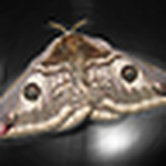 Profile Picture of -freshman- (@-freshman-) on Flickr