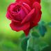 Profile Picture of Shery Joseph (@shery.joseph.56481) on Facebook