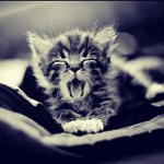 Profile Picture of Jillian head (@yaurappa) on Instagram