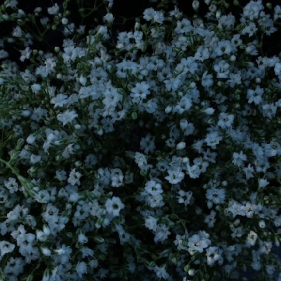 Profile Picture of Alexa Mancillas (@alexa_mancillas) on Poshmark