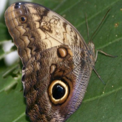 Profile Picture of Amanda Cripps (@Panda_pops24) on Twitter