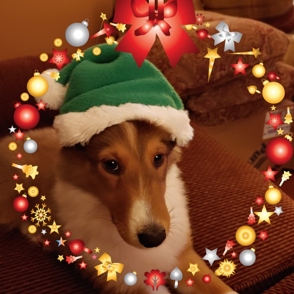 Profile Picture of Renee Johannesen (@johannesenr) on Poshmark