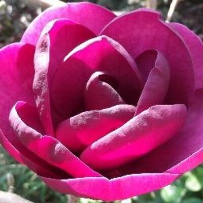 Profile Picture of Gill Heavens (@GillHeavens) on Twitter