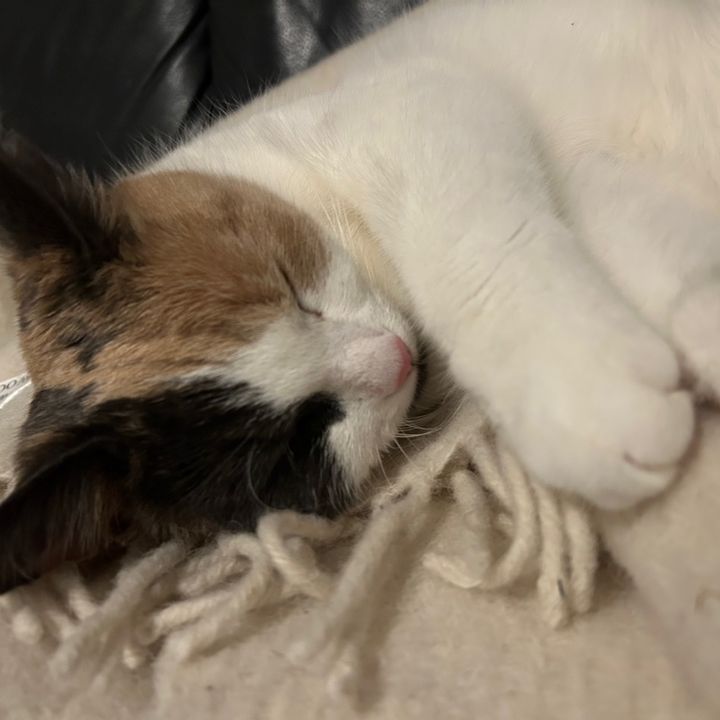 Profile Picture of zeldamora (@zeldamora) on Tiktok