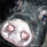 Profile Picture of Marc Torrallardona (@martobacon) on Instagram