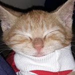 Profile Picture of Peter Perondi Ratoeira Begnini (@peterperondiratoeira) on Instagram