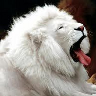 Profile Picture of Belen Pascual Campos (@loverocio2) on Twitter