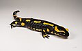 Profile Picture of Fire salamanderon Wikipedia