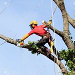 Brad Jenson - Instagram Profile Picture of Brad Jenson (@bradjensontree) on Instagram