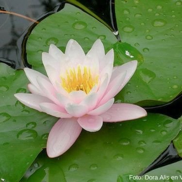 Profile Picture of Marcela Portillo (@marc3portillo) on Twitter