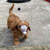Profile Picture of alanadowd (@@milothepupstar) on Tiktok