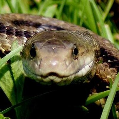 Profile Picture of Nick LaGrange (@Specialhonors) on Twitter