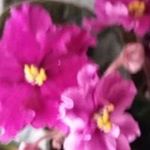 Profile Picture of Mary-Anne Craddock (@maryannecraddock) on Instagram