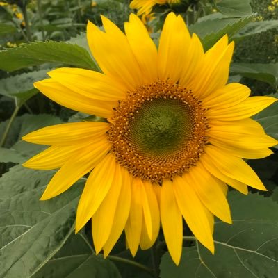 Profile Picture of Nichole Sharp (@sharpyballer11) on Twitter