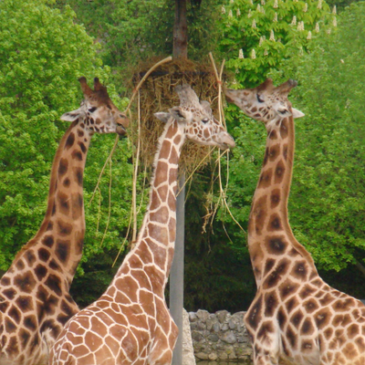 Profile Picture of DAVID GRIGORYAN YT (@DAVID61532628) on Twitter