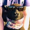 Profile Picture of David Wilson (@@sheephoarders) on Tiktok
