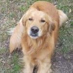 Tamara Diggs Boniface - Instagram Profile Picture of Tamara Diggs Boniface (@bonifacetamara) on Instagram