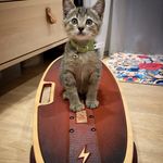 Profile Picture of Kitty Jesse Quick (@kitty_jesse_quick) on Instagram