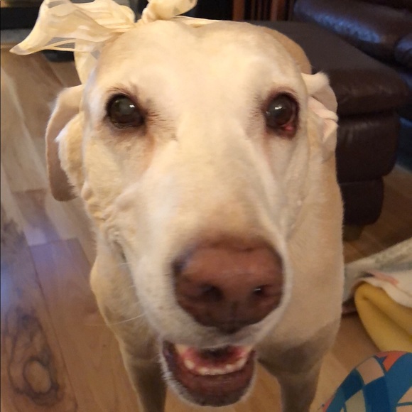 Profile Picture of Michaela Stedman (@mickys77) on Poshmark