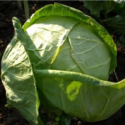Profile Picture of John Cabbage (@JohnCabbage) on Twitter