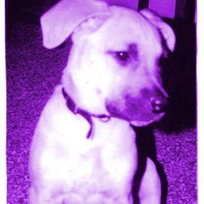 Profile Picture of Rebecca Pasko (@rebecca7497) on Twitter