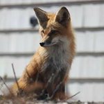 Profile Picture of David Stackpole (@ctfoxguy) on Instagram