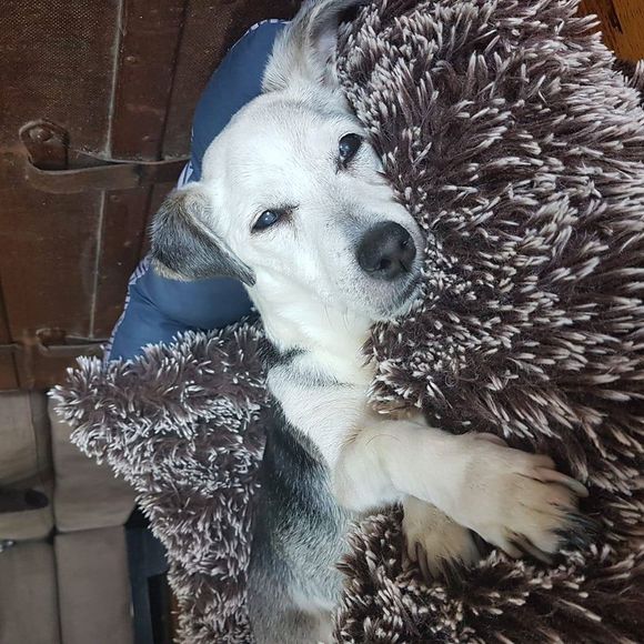 Profile Picture of Lori Gevoga trager (@calsgal1963) on Poshmark