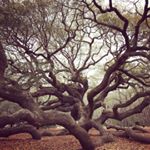 Profile Picture of Chris Fix Tree Care (@chris_fix_tree_care) on Instagram