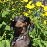 Profile Picture of Walter Theodore (@walle_the_walnut) on Instagram