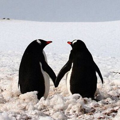 MARK FRISKE - Twitter Profile Picture of MARK FRISKE (@pengy415) on Twitter