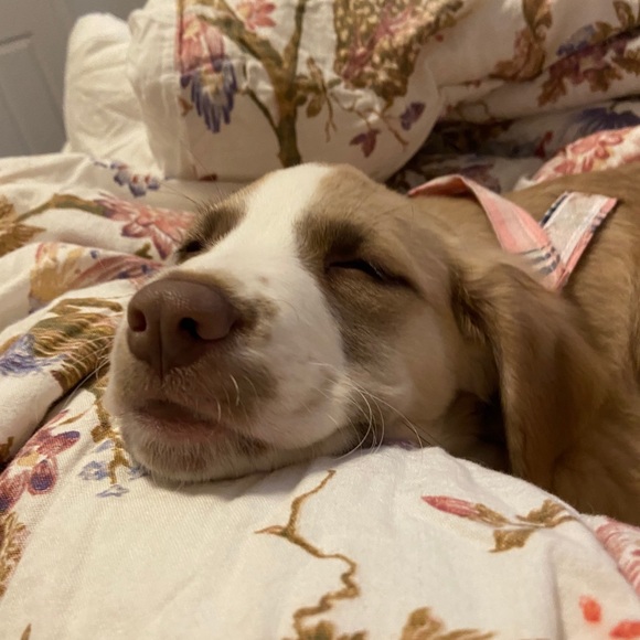 Profile Picture of Julius Formisano (@juliusformisano) on Poshmark