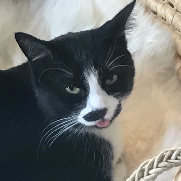 Profile Picture of Katie Brisendine (@kebrisendine) on Poshmark