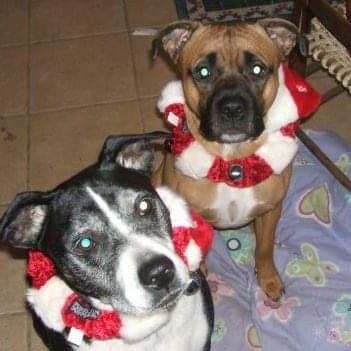 Profile Picture of Jason Scott Lundeen (@Toiletcake) on Twitter