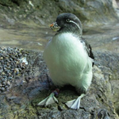 Profile Picture of Sarah McCrory (@seabirdgirl) on Twitter