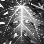 Christopher  Lucka - Flickr Profile Picture of Christopher  Lucka (@ecstaticaperture) on Flickr