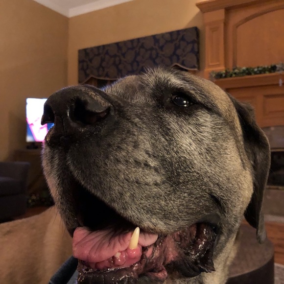 Profile Picture of Paul Tanzillo (@ptanzillo) on Poshmark