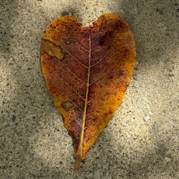 Profile Picture of Gisela ㅤ (@giseladlg) on Poshmark