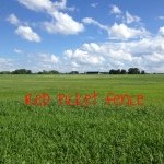 Profile Picture of Robin Pawlik (@redpicketfence) on Instagram