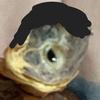 Profile Picture of seanwelsh (@@sean.welsh) on Tiktok