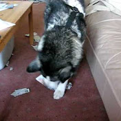 Profile Picture of Darrell Rea (@read3800) on Youtube