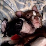 Profile Picture of Baxter & Bailey (@baxter_n_bailey) on Instagram