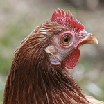 Profile Picture of Ailswith Barrueto (@ailswith barrueto) on Flickr