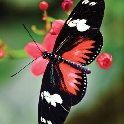 Profile Picture of Carl Borrowman (@BorrowmanC) on Twitter