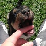 Profile Picture of Shober Robertson (@shober.robertson) on Instagram