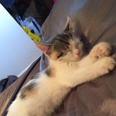 Profile Picture of Eva (@EvaJDepp) on Twitter