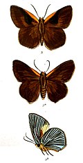 Profile Picture of Burara amaraon Wikipedia