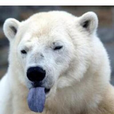 Profile Picture of Alexandre Matos (@alixandrematos) on Twitter