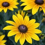 Profile Picture of Susan Morrissey Foundation (@susanmorrisseyfoundation) on Instagram