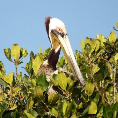 Profile Picture of Magui Matú Carballo (@MaguiMatuC) on Twitter